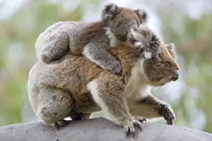 Joey Prints: Koala / Ash-coloured Pouched-Bear - mother with young on back - Otway National Park