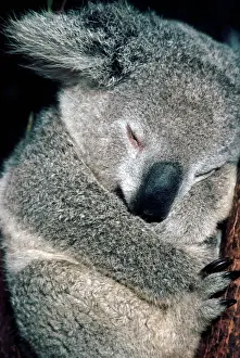 Sleep Prints: Koala asleep in tree. Australia