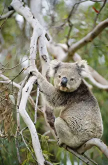 Koala Australia