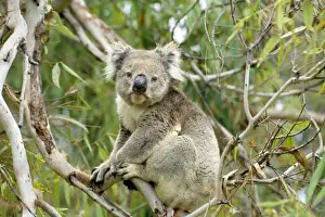 Koala - Australia