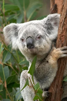Eucalyptus Gallery: Koala, Australia ( Phascolarctos cinereus)