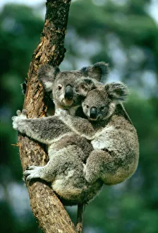 KOALA - with baby
