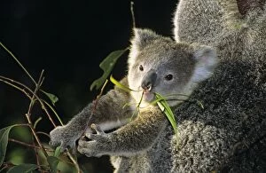 Koala - baby feeding on eucalyptus leaves