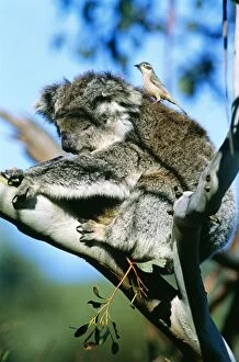 Koala - with Brown-headed Honeyeater (Melithreptus brevirostris) plucking fur for its nest