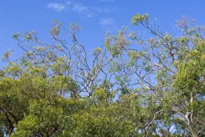 Gums Prints: Koala clear feed - a nearly clear-fed Manna Gum