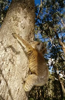 Koala - controlled situation, climbing eucalyptus