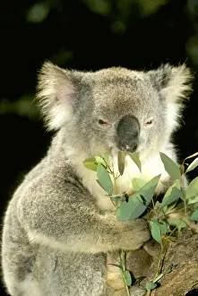 Koalas Prints: Koala- Eating, Australia JPF29876