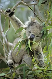 Koalas Prints: Koala - eating eucalpytus leaves Australia