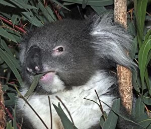 Images Dated 19th July 2012: Koala - eating Eucalyptus leaves