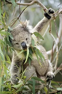 Endemic Prints: Koala Eating Gum leaves, Australia