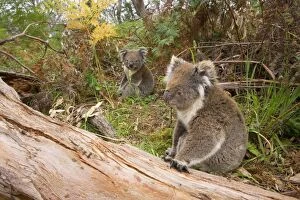 Images Dated 28th November 2008: Koala - femala Koala sitting in the foreground and a male in the background on the ground in a