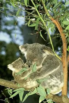 Koalas Prints: Koala - Female and young in tree - Australia JPF29799