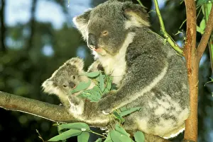 Koalas Prints: Koala - Female and young in tree - Australia JPF29803