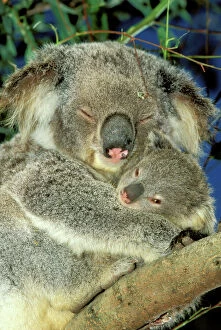Mothers Collection: Koala - Female and young in tree - Australia JPF29811