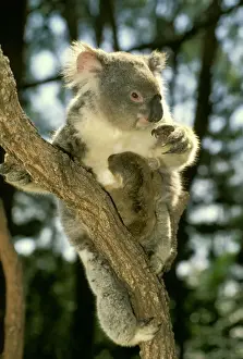 Koalas Prints: Koala - Female and young in tree - Australia JPF29870