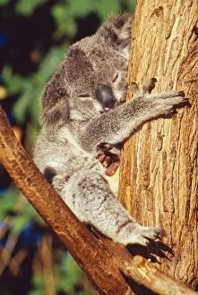 Holding Collection: Koala - holding onto tree trunk - showing leathery soles of feet
