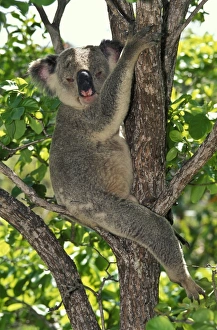 Images Dated 10th January 2008: Koala - a large marsupial that feeds almost exclusively on only a few species of eucalypt leaves
