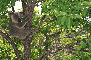 Images Dated 10th January 2008: Koala Magnetic Island, Great Barrier Reef, Queensland, Australia SPE00662