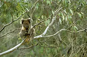 Koalas Prints: Koala - Male in tree, Kangaroo Island, South Australia JPF41004