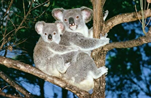 Images Dated 6th December 2005: Koala - mother & baby