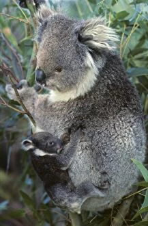 Images Dated 28th February 2007: Koala - Mother and baby Australia