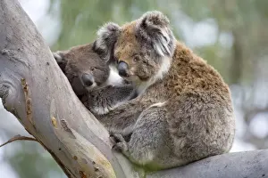Koala - mother and child in a cute cuddling position. The young, also called joey, lays in its mother's arms in a comfortable looking tree fork of an old eucalypt tree - Otway National Park, Victoria, Australia