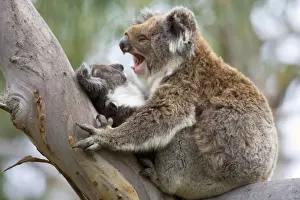 Koala - mother and child in a cute cuddling position. The young, also called joey, lays in its mother's arms in a comfortable looking tree fork of an old eucalypt tree