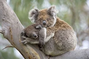 Images Dated 16th November 2008: Koala - mother and child in a cute cuddling position. The young, also called joey