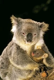 Koala - mother and young