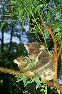 Joey Prints: Koala - Mother and young feeding in eucalyptus tree - Australia JPF29797