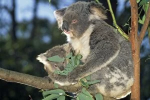 Images Dated 9th March 2007: Koala - parent & young