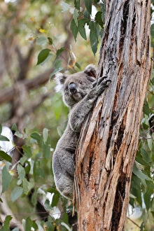 Koala (Phascolarctos cinereus) in tree