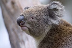 Koala - side portrait of an adult