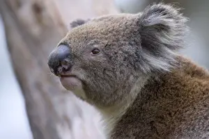 Koalas Prints: Koala - side portrait of an adult - Otway National Park, Victoria, Australia
