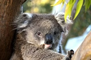 Koala - resting
