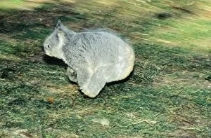 Koala - running on ground