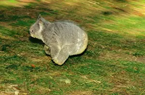 Koalas Prints: Koala - Running on ground, Australia JPF29917