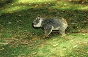 Koalas Prints: Koala - Running on ground - Australia JPF29918
