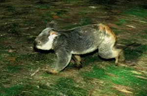 Koalas Prints: Koala - Running along ground - Eastern Australia JPF55114