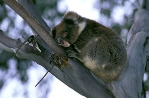Koala - Sleeping in fork of tree