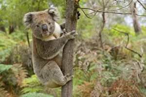 Images Dated 28th November 2008: Koala - strong male Koala about to climb a slim tree. Male Koalas mark the ground