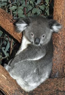 Images Dated 19th July 2012: Koala - in tree