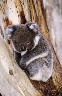 Endemic Prints: Koala - in tree