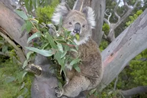 Images Dated 29th November 2008: Koala - wideangle shot of an adult feeding on the tough, toxic