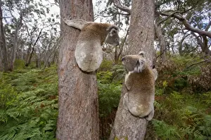 Koalas Prints: Koala - widenangle shot of two male Koalas clinging to two seperate trees having a discussion about territory borders