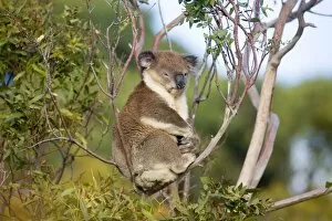 Koala - A wild animal resting by day along Cape Liptrap coastal walking track