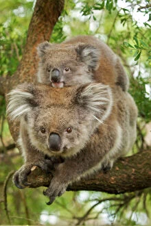 Images Dated 12th February 2008: Koala - with young on back
