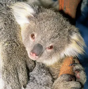 Koala - young