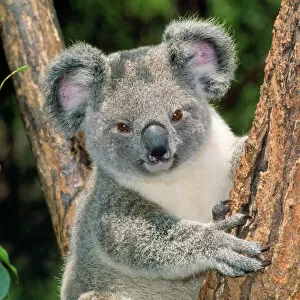 Koala - young close-up