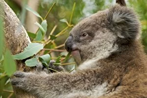 Images Dated 12th February 2008: Koala - young eating Eucalyptus leaves
